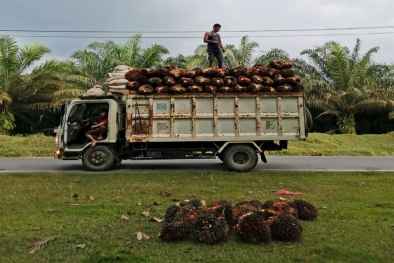 Petani Sawit ini Punya Harapan yang Belum Terwujud