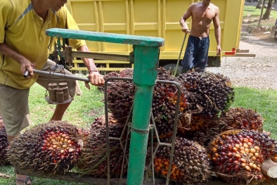 Agen Pengepul Ikut Mengeluh Soal TBS