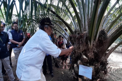 Banyak  Makan Biaya saat Kebun Sawit Diurus Pimpinan Kelompok