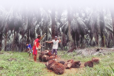 Akhirnya, Harga TBS di Provinsi ini Mulai Oleng