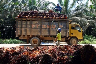 Ini Efek Keberadaan Perkebunan Sawit di Sebuah Daerah