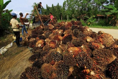 Harga TBS di Provinsi ini Masih Tinggi