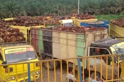 Dijanjikan Bahas Harga TBS dengan Gubernur, Petani Batal Demonstrasi