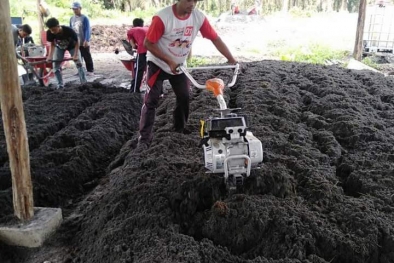 Petani Sawit Belum Mau Pakai Kompos Buatan Lokal, ini Sebabnya