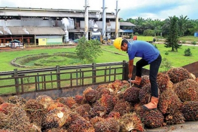 Ini yang Membuat Harga TBS Petani Tak Bermitra Terjerembab