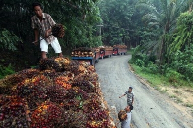 Provinsi ini Tertekan oleh Kebijakan Presiden Jokowi