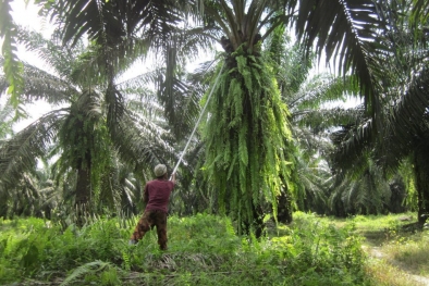 Ini Permintaan Koalisi Buruh Sawit ke Pemerintah