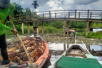 Harga Sawit Ambrol, Anak Petani Khawatir tak Bisa Bayar SPP