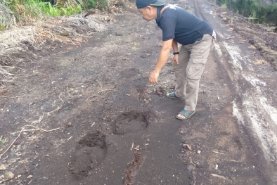 Sudah Dievakuasi, Gajah Liar Datang Lagi dan Rusak Kebun Sawit