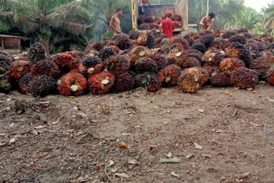 Harga TBS Sumbar Naik, Kini Bertengger di Angka ini