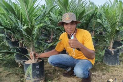 Petani Sawit Swadaya Mulai Putus Asa, Harga Anjlok Jadi Rp 500/kg