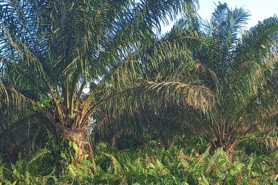 Petani Bingung Kebunnya Masuk Kawasan Hutan, Padahal Punya Sertifikat