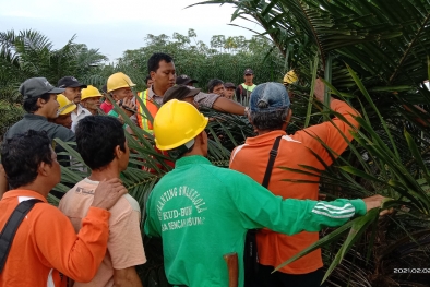 Saat Harga TBS Anjlok, Seharusnya Hal Ini Dimiliki Petani