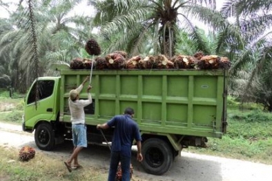 Harga Resmi TBS di Daerah Ini Seperti yang Dulu