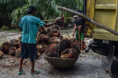 Turun Rp591,92/kg, Segini Harga Sawit di Sumsel