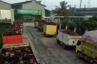 Kalau Harga Di atas Rp 600, Profesor ini Minta Petani Jangan Mengeluh