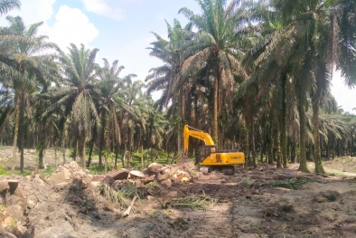 Kelimpungan Karena Pupuk Mahal, Peserta PSR Berharap Dapat ini