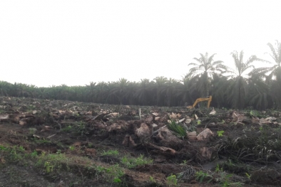 PTPN V Dituding Caplok Hutan Lindung Jadi Kebun Sawit