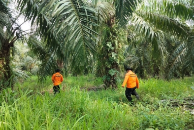 Kakek Pikun Hilang di Kebun Sawit Riau, Sudah Seminggu Belum Ditemukan