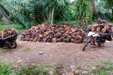 Rata-rata PKS di Mukomuko Naikkan Harga Sawit Rp50/kg