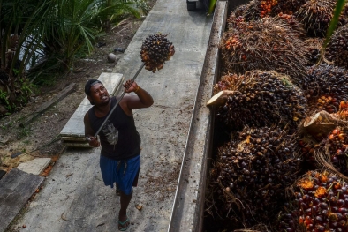 Harga Sawit Kaltim Turun Lagi