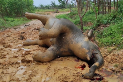 Gajah Hamil Tua Ditemukan Tewas Tak Jauh dari Kebun Sawit Warga Riau