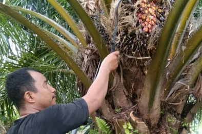 TBS Masih Dibeli Murah, Petani Swadaya Mengeluh