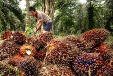 Situasi Belum Normal, tapi Harga TBS di Provinsi Ini Mendekati Level Rp 3.000