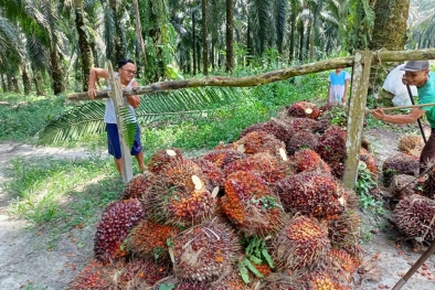 Amboi..., Harga TBS di Riau Turun Lagi