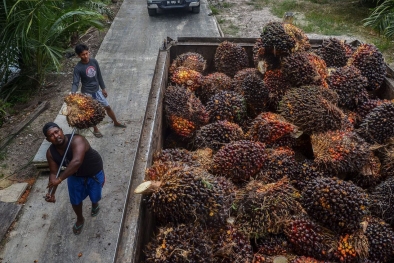 Sopir Truk Sawit Bersyukur Sudah Tak Ada Lagi Antrean di PKS