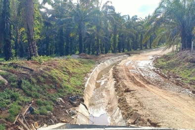 Setelah Irigasi Dibangun, Sawah Malah Berubah Jadi Kebun Sawit