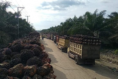 Antrean Panjang Masih Terjadi di PKS PT Duta Palma Kuansing, Sopir Terpaksa Nginap