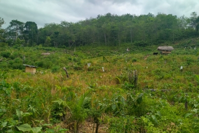 Tanaman Karetnya Ditumbang, Petani ini Yakin Sawit Lebih Menjanjikan