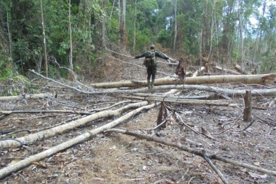 Hutan Bentang Alam Sebelat Makin Gundul