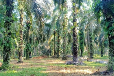 Harga Pupuk Selangit, Petani Sawit Menjerit