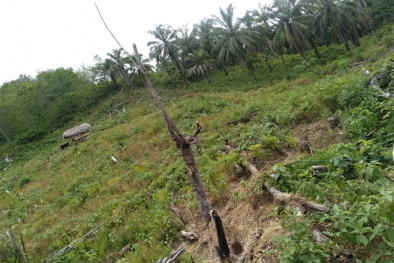 Petani Perlakukan Sawit Seperti Karet, ini Akibatnya