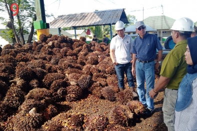 8 Pabrik di Bengkulu Tak Lagi Beli Sawit Petani