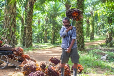 Kehidupan Petani Sawit di Bengkulu Makin Sulit