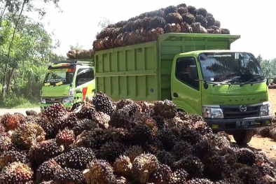 Anggota DPRD Ini Minta Kemendag Turun Langsung Cek Kondisi Pabrik di Bengkulu