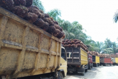 Walau Terbatas, Dua Pabrik Sawit di Bengkulu Tengah Mulai Beli TBS Petani