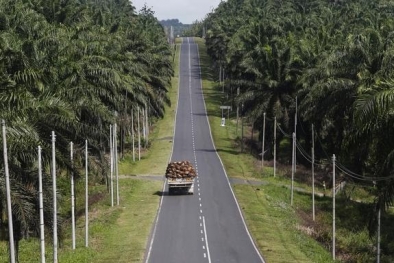 Mentan SYL Kasih Tugas Lagi untuk Gubernur Sentra Sawit, Ini Isinya...