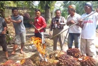 Kesal, Petani Sawit Merangin Juga Mau Bakar TBS