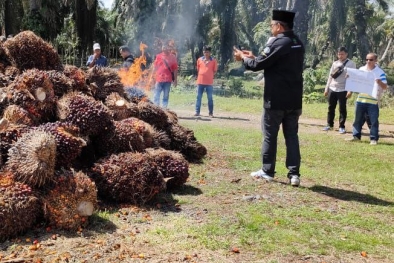 Petani Sumbar Bakar Buah Sawit