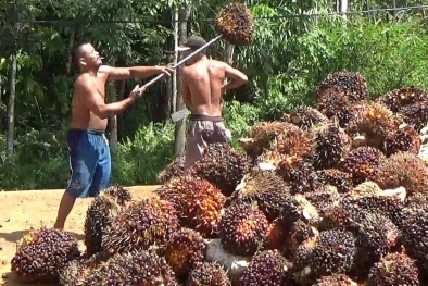 Di Bengkulu Utara, Harga TBS Kembali Anjlok