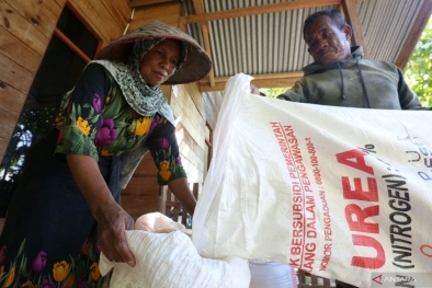 Harga Pupuk Meroket, Petani Tak Bisa Lakukan Perawatan