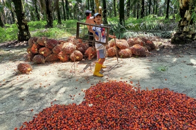 Harga Sawit di Sumsel Makin Jeblok