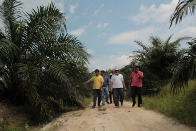 Lebih Separuh Produksi CPO Sumsel Hasil TBS Petani