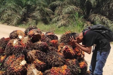 Bencana! TBS Petani Cuma Dihargai Rp 450/Kg