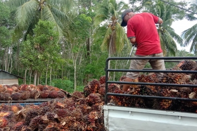 Langkah ini Dinilai Bisa Tuntaskan Polemik Harga TBS