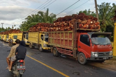 Harga Sawit di Mukomuko Hanya Rp 670/Kg